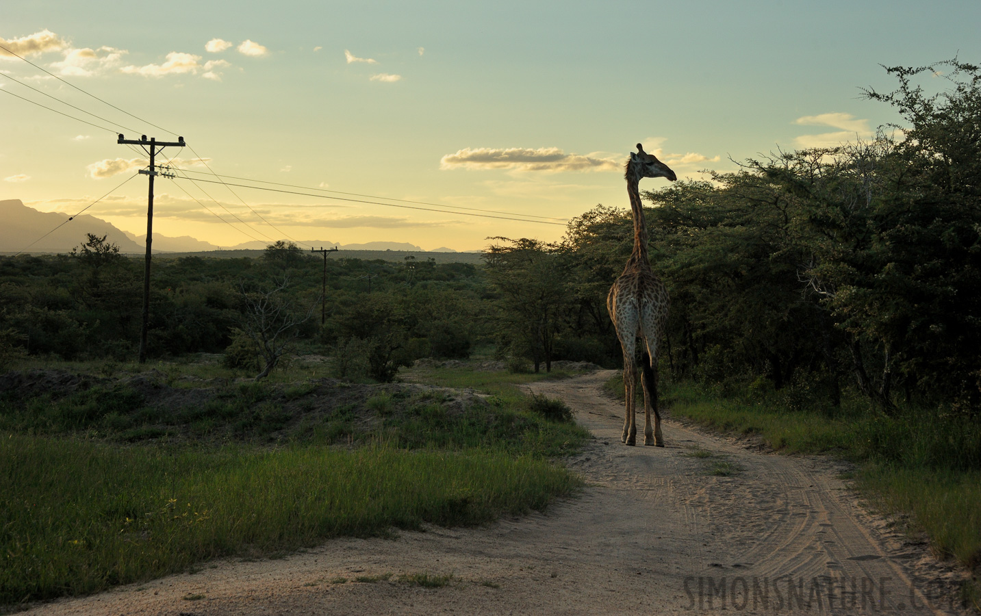 Giraffa giraffa giraffa [65 mm, 1/1000 Sek. bei f / 9.0, ISO 1000]